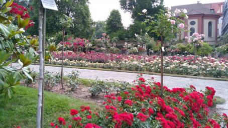 Insel Mainau, Rosengarten